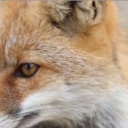 Dnes je Světový den boje proti vzteklině