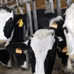 Do České republiky se dostalo zhruba 300 kg hovězího masa z nelegálních porážek v Polsku 