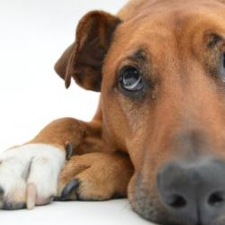 Do databáze ztracených psů zatím lidé vložili údaje o téměř 500 psech