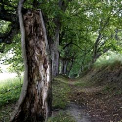 Do úterý můžete zasílat nominace do ankety Alej roku 2020