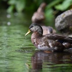 Dokrmujte zvířátka s rozumem