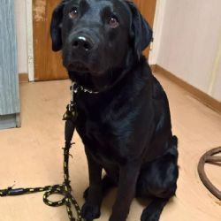 Dolní Žďár: Nalezený pes je umístěn v Psím útulku Bety. Hledá se majitel