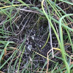 Doubí: Na zahradu někdo vylil větší množství rtuti