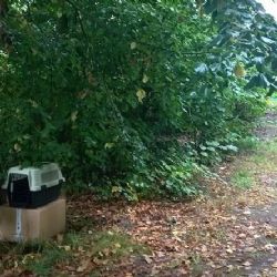 Drahovice: Odložená koťata u hřbitova