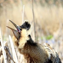Drosera vypustila zotaveného bukače