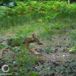 Fotopasti potvrdily vlčata na Šluknovsku a v Krušných horách