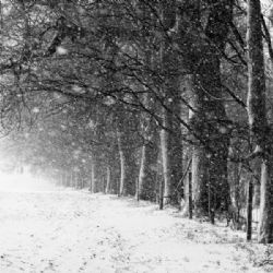 Fotosoutěž Alej roku vyhrála alej v Rokytnici v Orlických horách