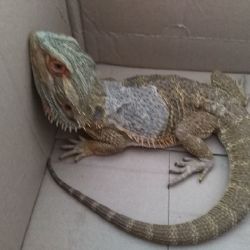 Františkovy Lázně: Hledá se majitel Agamy