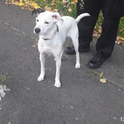 Františkovy Lázně: Hledá se majitel ztraceného psa