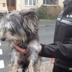 Františkovy Lázně: Nalezený pes. Hledá se majitel