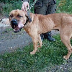 Habartov, Lítov: Lidská hyena. Pejsek byl uvázaný 10 dní v lese