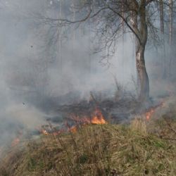 Hasiči každý den likvidují požáry trávy či lesních porostů