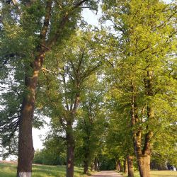 Hledá se Alej roku 2021