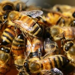 Hniloba včelího plodu se ze severu Čech nerozšířila