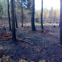 Hořící lesní porost hasily jednotky z Německa i z Karlovarského kraje