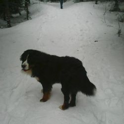 Horní Blatná: Hledá se pes Lerry. Neviděli jste ho?