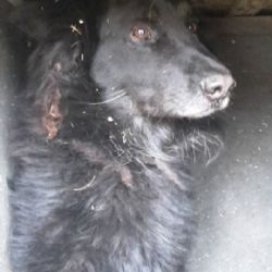 Horní Slavkov: Byl nalezen pes. Hledá se majitel