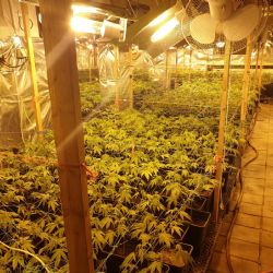 Horní Slavkov: Odhalená pěstírna. Policisté zajistili téměř 2500 rostlin