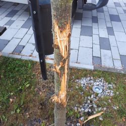 Hranice: Vandalismus. Poničené stromky na náměstí