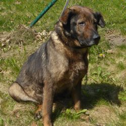 Hrozňatov: Sedm psů ponechaných v lese napospas svému osudu