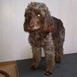 Hroznětín: Našel se pejsek. Neznáte majitele?