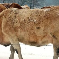 I při extrémních mrazech musí chovatelé zajistit zvířatům vhodné podmínky