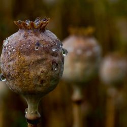 SZPI zakázala 22 tun máku obsahující pesticid carboxin