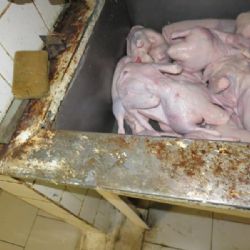 Inspektoři uzavřeli další restauraci - tentokrát v Aši 