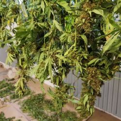 Jáchymov: Policisté odhalili zloděje marihuany. Stíhaný je i poškozený pěstitel