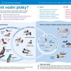 Jak krmit vodní ptáky?