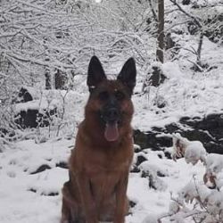 Jakubov: Hledá se fenka Linda. Neviděli jste jí?