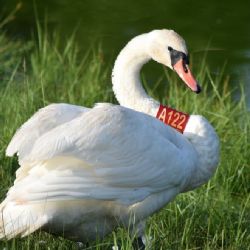 Jenišov: Hasiči byli voláni k labuti s plechovkou na krku