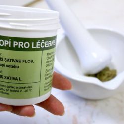 Karlovarská krajská nemocnice od letošního roku používá pro léčebné účely konopí