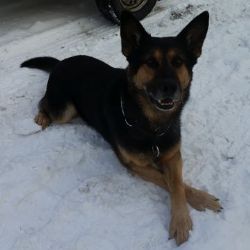 Karlovarsko: Během čtyř dnů policejní psi pomohli dopadnout šest pachatelů