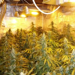 Karlovarsko: Během dvou dnů kriminalisté odhalili tři pěstírny konopí