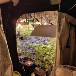 Karlovarsko: Další odhalená pěstírna