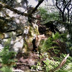 Karlovarsko: Fotopast zachytila ojedinělý výskyt kočky divoké