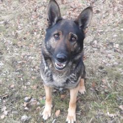 Karlovarsko: Frigo a Hazard vypátrali odcizené dveře