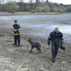 Karlovarsko: Hasiči zachránili laň z vypuštěného rybníka