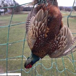 Karlovarsko: Hasiči zachraňovali bažanta