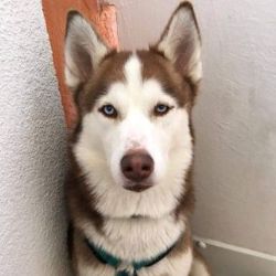 Karlovarsko: Hledá se fenka husky Chelsea