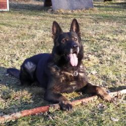 Karlovarsko: Kradli naftu. Jednoho z pachatelů dopadl služební pes Adag