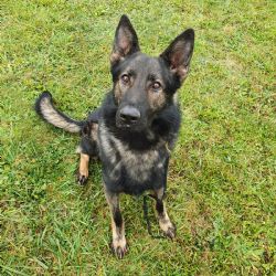 Karlovarsko: Policejní pes vypátral odcizené nářadí