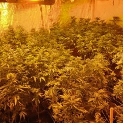 Karlovarsko: Policisté odhalili pěstírnu konopí