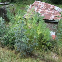 Karlovarsko: Seniorka neoprávněně pěstovala konopí