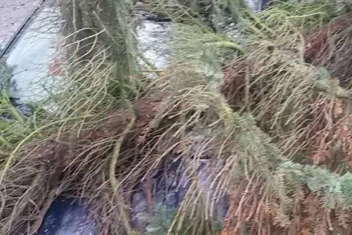 Karlovarský kraj: Hasiče zaměstnaly padající stromy