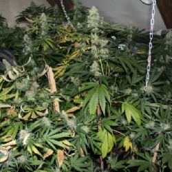 Karlovarský kraj: Minulý týden policie řešila 8 případů týkající se drogové kriminality