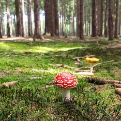 Karlovarský kraj opět rozdělí dotace na obnovu a ochranu lesů