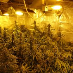 Karlovarský kraj: Pěstovali konopí. Nyní byli obviněni