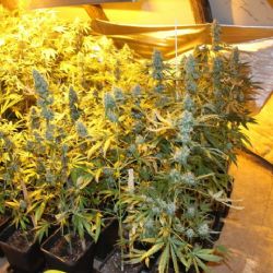 Karlovarský kraj: Policie pokračuje v boji s drogovou kriminalitou